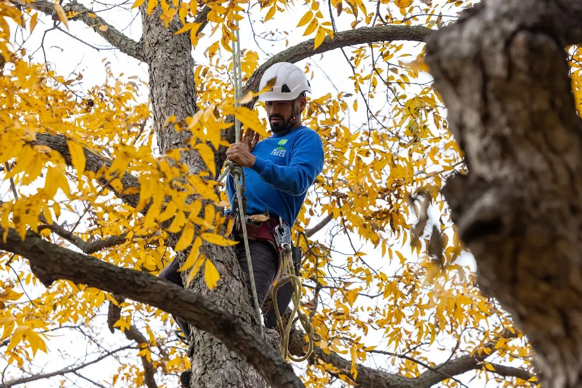 Skilled Tree Planting crew working in Whitesboro