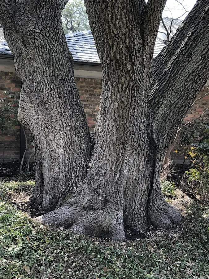 Mature heritage tree close to a Whitesboro property cared for by certified arborists